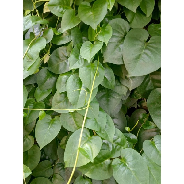 

Daun Binahong Hijau Herbal Segar