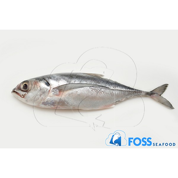 Foss Seafood Ikan Tengkek Ikan Sarden Frozen Beku Size 200gr 300gr Shopee Indonesia