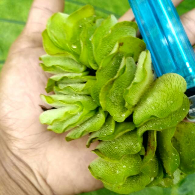 tanaman apung / tanaman air