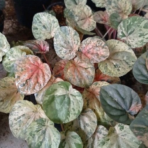 DIARY PETANI - Peperomia Caperata Varigata