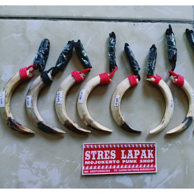 Kalung Taring Babi 11cm asli original