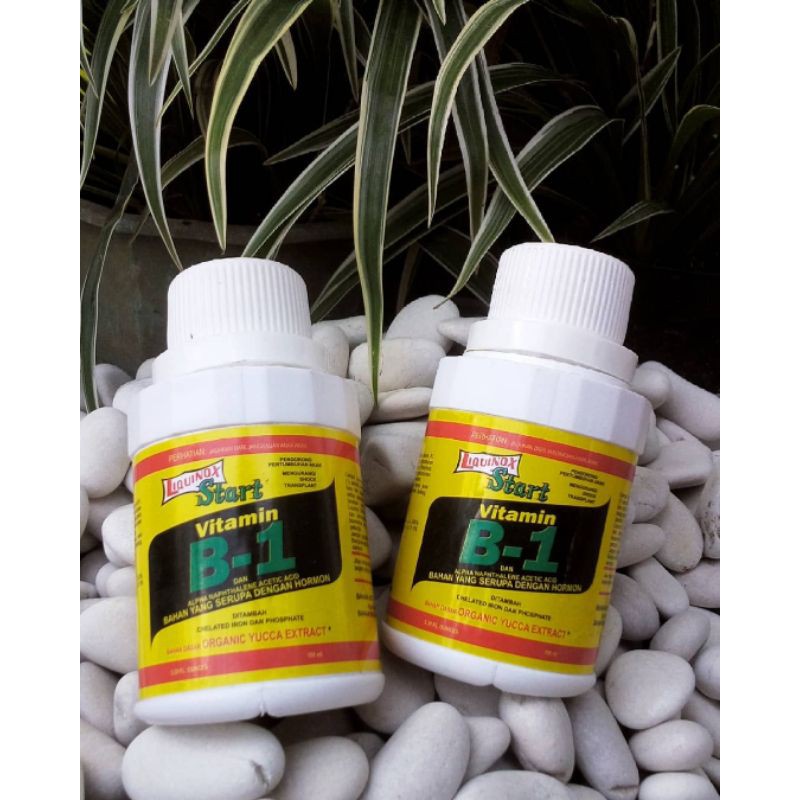 Vitamin B1 100ML pupuk bunga aglonema dan philodendron