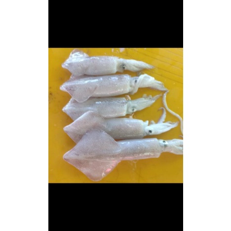 

Cumi-Cumi