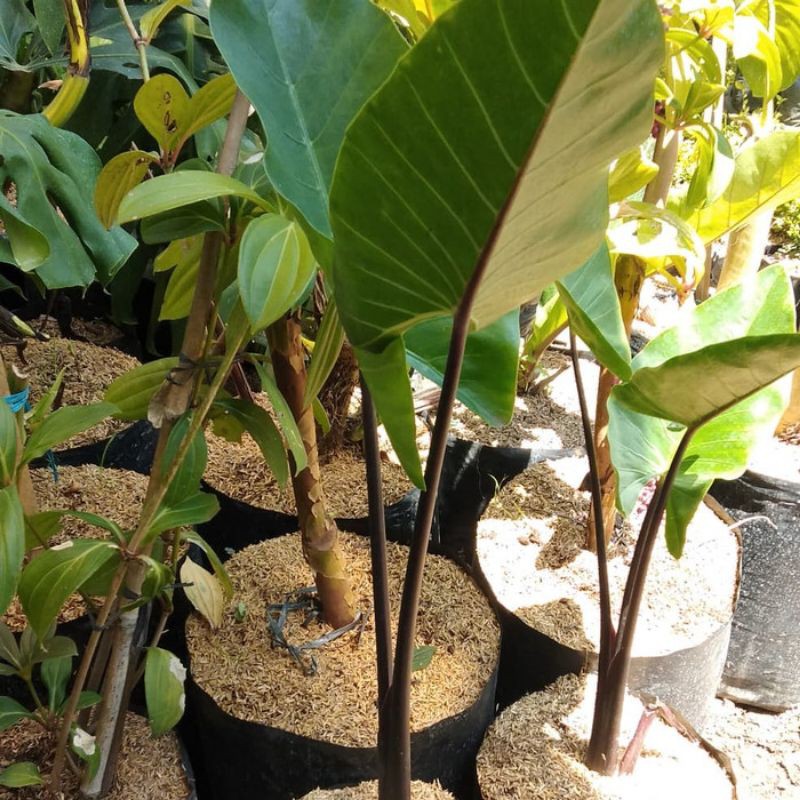 Keladi Hitam#Sente Hitam#Alocasia Keladi Black.