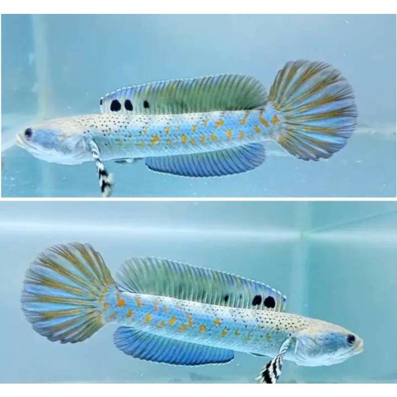 TERMAHOKKK!!! PULCROT BLUEE 7-8cm MENTAL SATSET(bonuspelet)