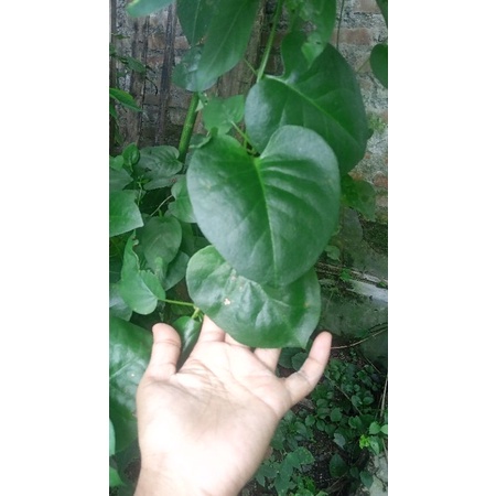 

Daun Binahong segar 50 gram