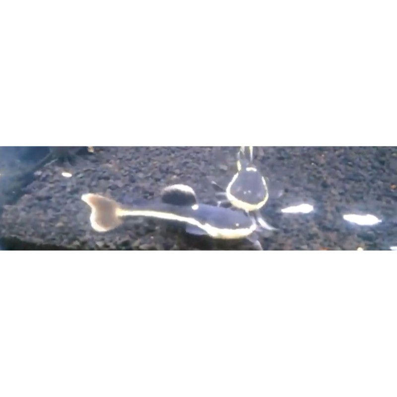 Ikan hias RTC red tail catfish