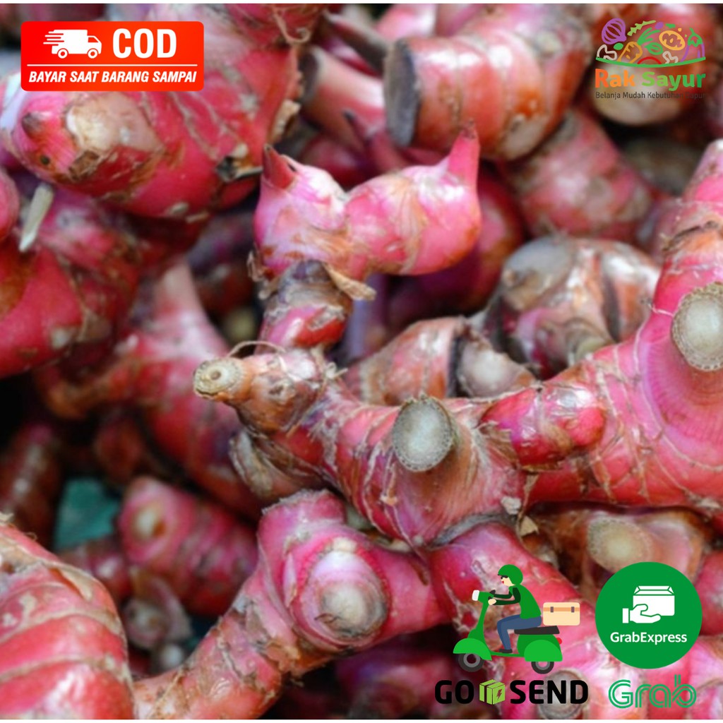 

Sayuran Segar Rak Sayur Padang Fresh Jahe Merah Kualitas Super