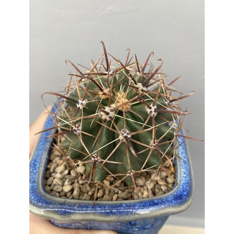 kaktus fero horridus