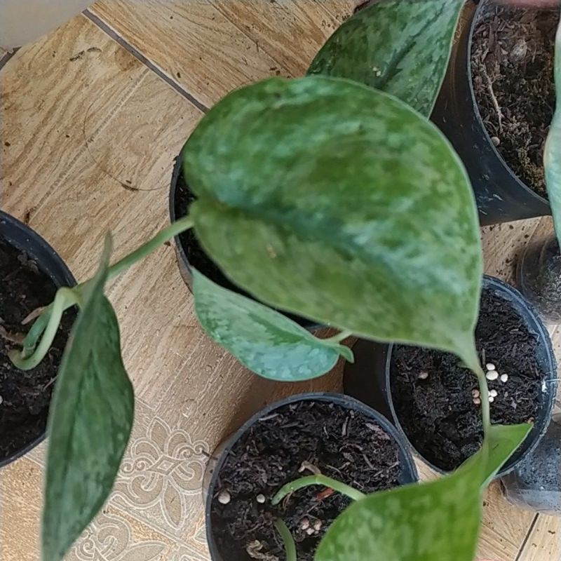 scindapsus silver cloud