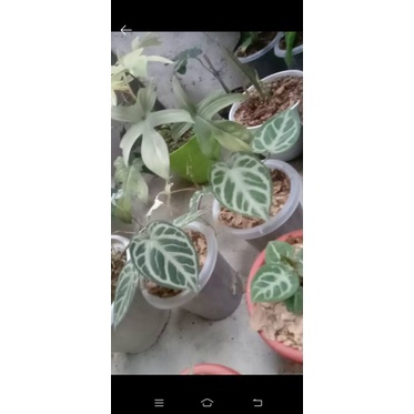 forgeti hybrid pesanan kak @HANDARUSENOPATI