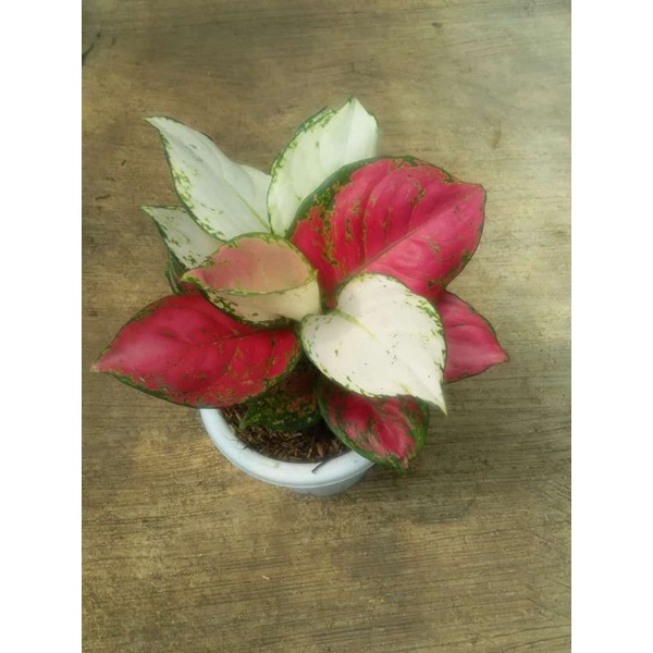Tanaman hias aglonema merah putih paket kemerdekaan merah putih /tanaman hias aglonema super whit da