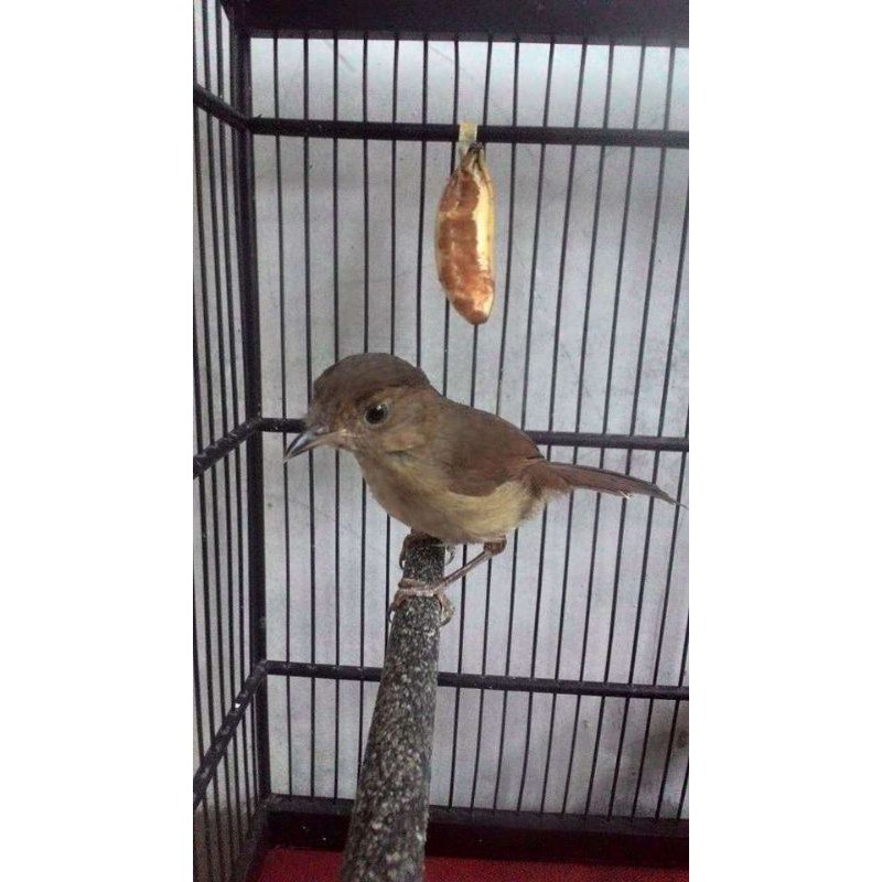 80+ Gambar Burung Flamboyan Gratis Terbaru