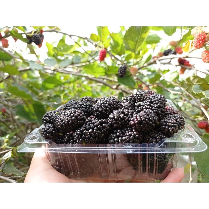 

Buah Murbei / Buah Mullberry Fresh (250gr)