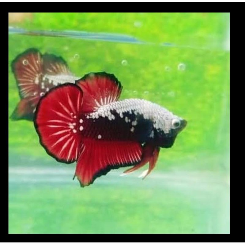 redy ikan cupang red samurai ,black samurai,green samurai male or fimale redy
