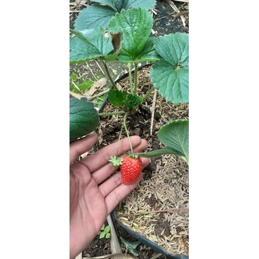 Bibit Strawberry EARLYBRADE Buah Jumbo