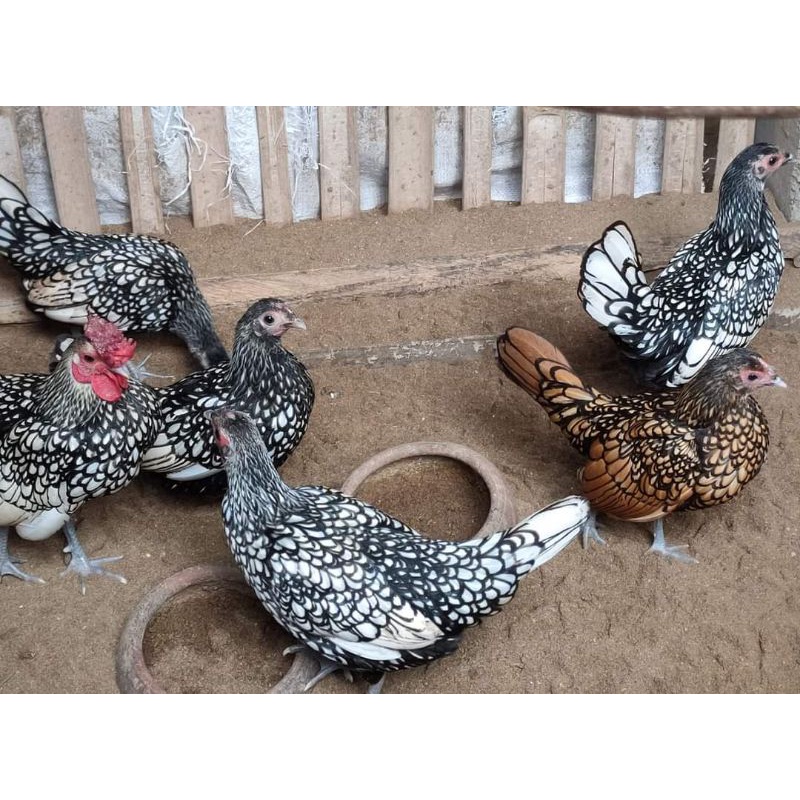ayam batik itali sepasang ayam batik kanada sepasang siapan