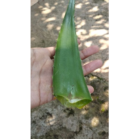 

lidah buaya herbal fresh