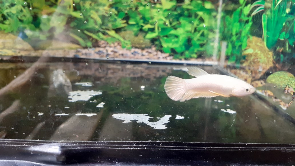 Ikan Cupang Plakat Gold