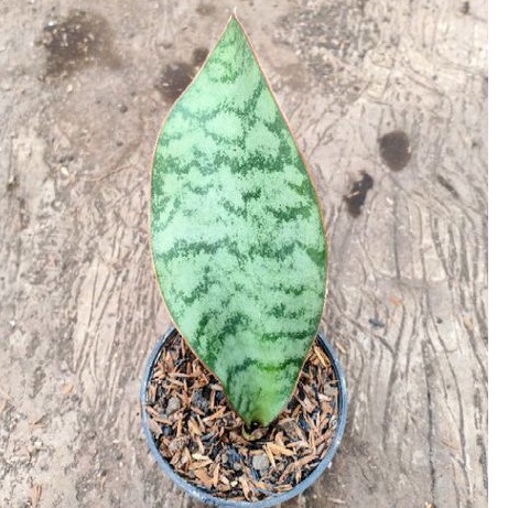 sansevieria sp tanzania 1 daun