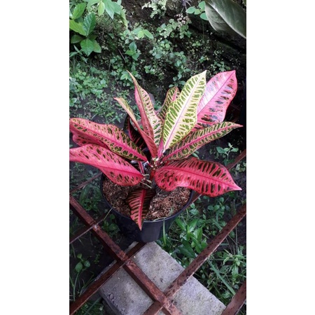 tanaman hias puring pink meridian