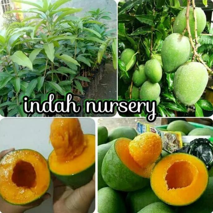 Bibit Mangga Alpukat Asli Hasil Okulasi Cepat Berbuah N3W