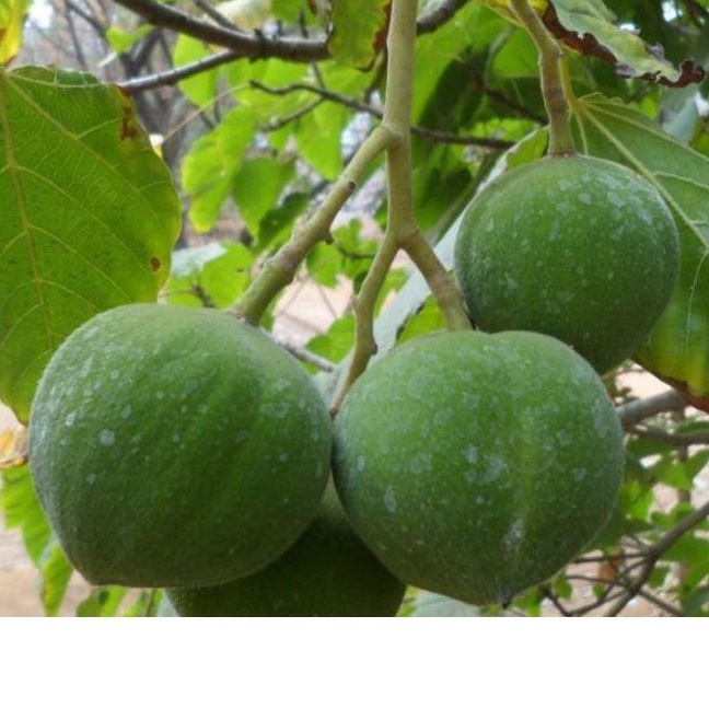 

Buah kemiri muda segar per 1 kg