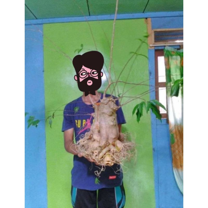 bonsai anting putri batang besar akar keliling x