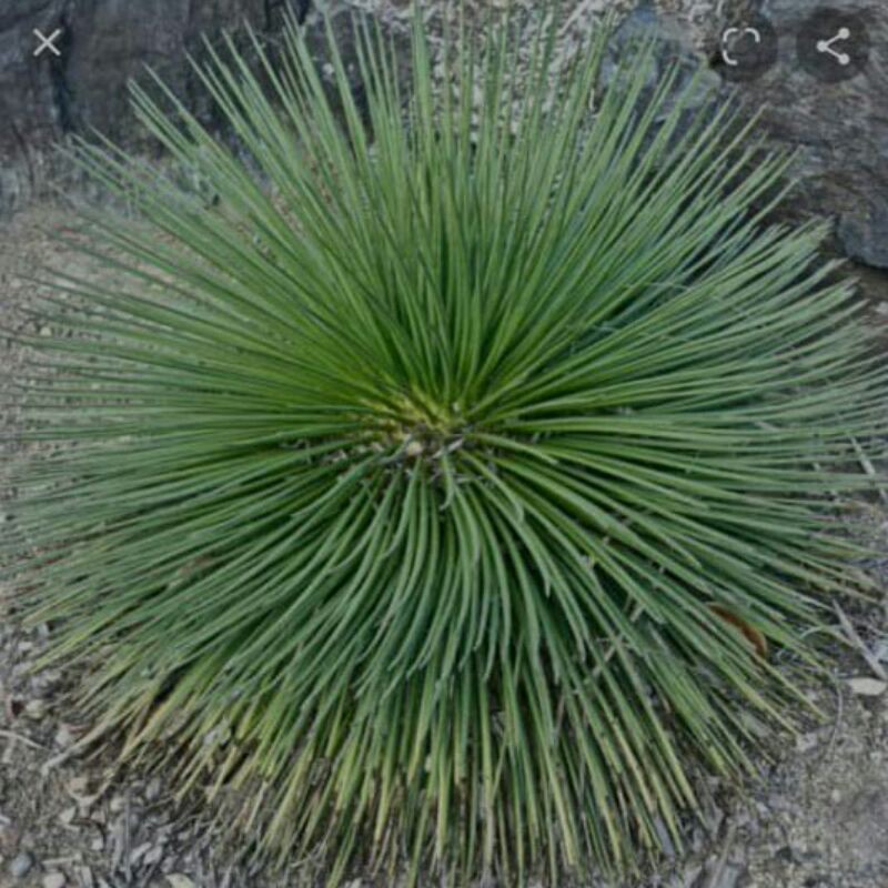 Bibit agave geminiflora