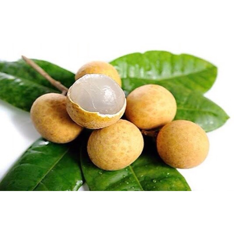 

FreshPAK - Buah Lengkeng Segar 500gr / Buah Segar