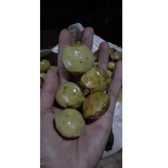 

HOT SALE jengkol muda / lalap / sayuran 250g 874