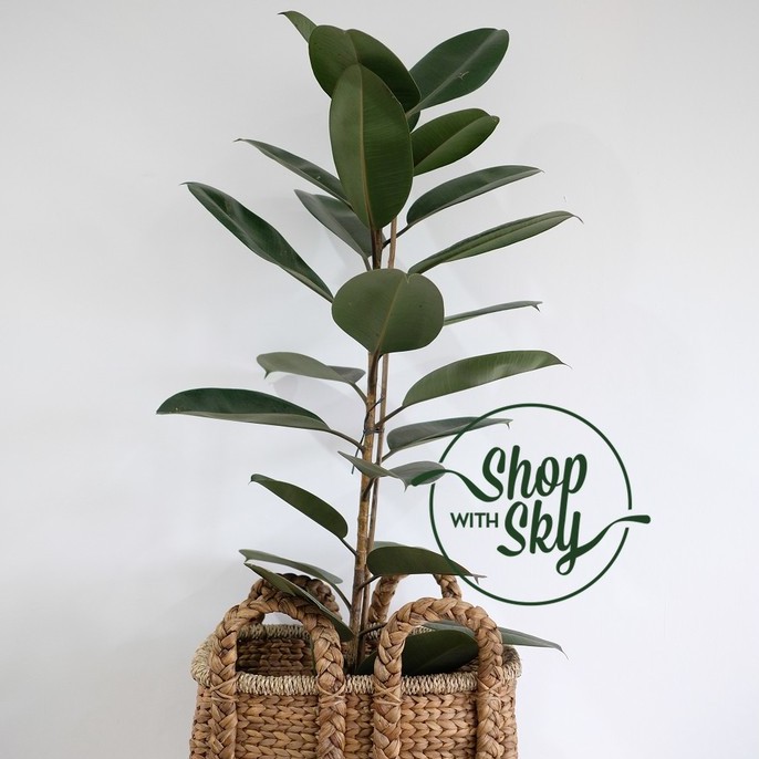 Pohon Karet Kebo / Rubber Plant / Ficus Elastica