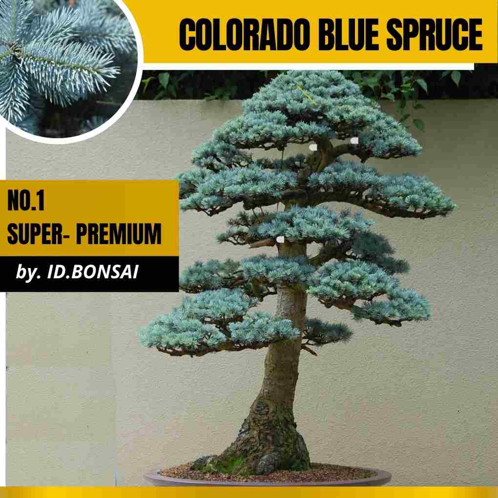 Biji Bonsai Colorado Blue Spruce Sangat Langka Picea Pungens