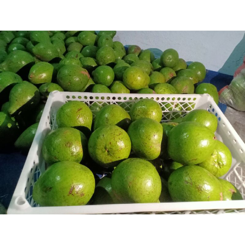 

buah alpukat mentega