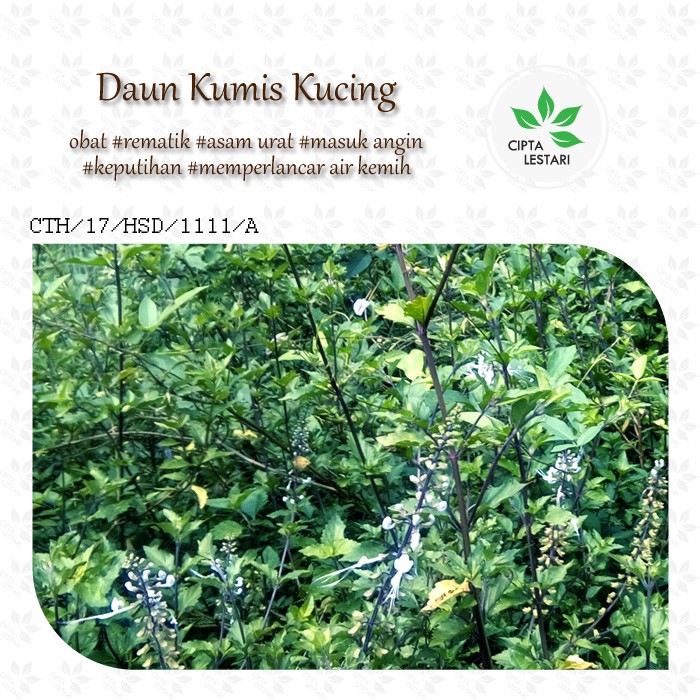 

Daun Kumis Kucing Segar 1kg Obat Ramuan dan Jamu Herbal