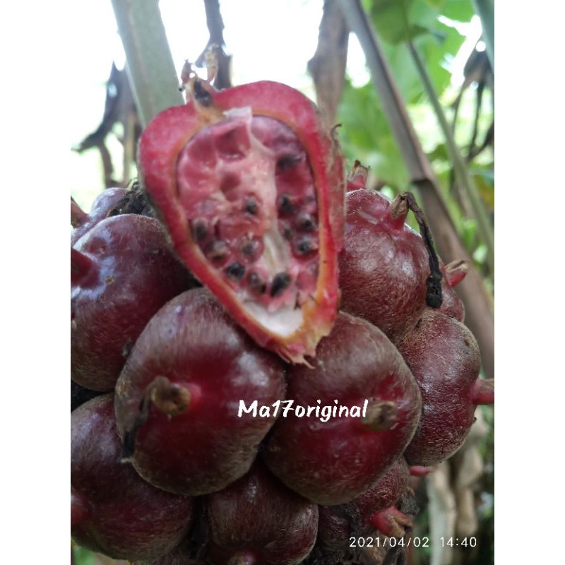 

buah honje laka merah fresh 500gr