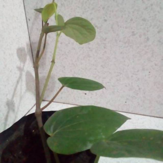 Tanaman herbal daun sirih hijau Shopee Indonesia