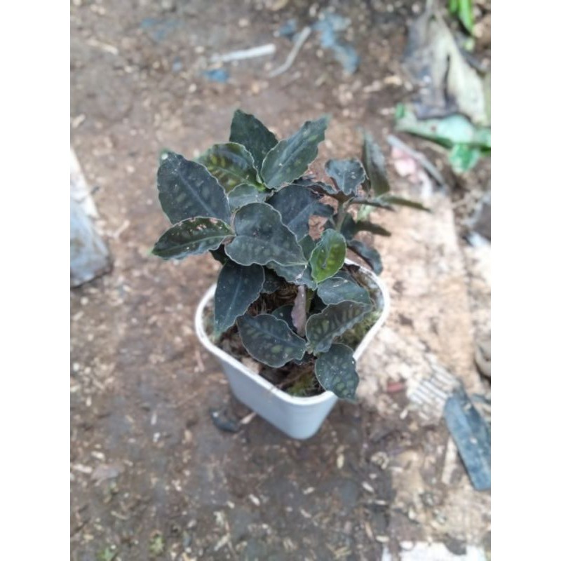 Tanaman Hias Jawel Orchid Kura-kura/angrek Tanah/ Jawel Cystorchis Variegsta Tanaman Hias