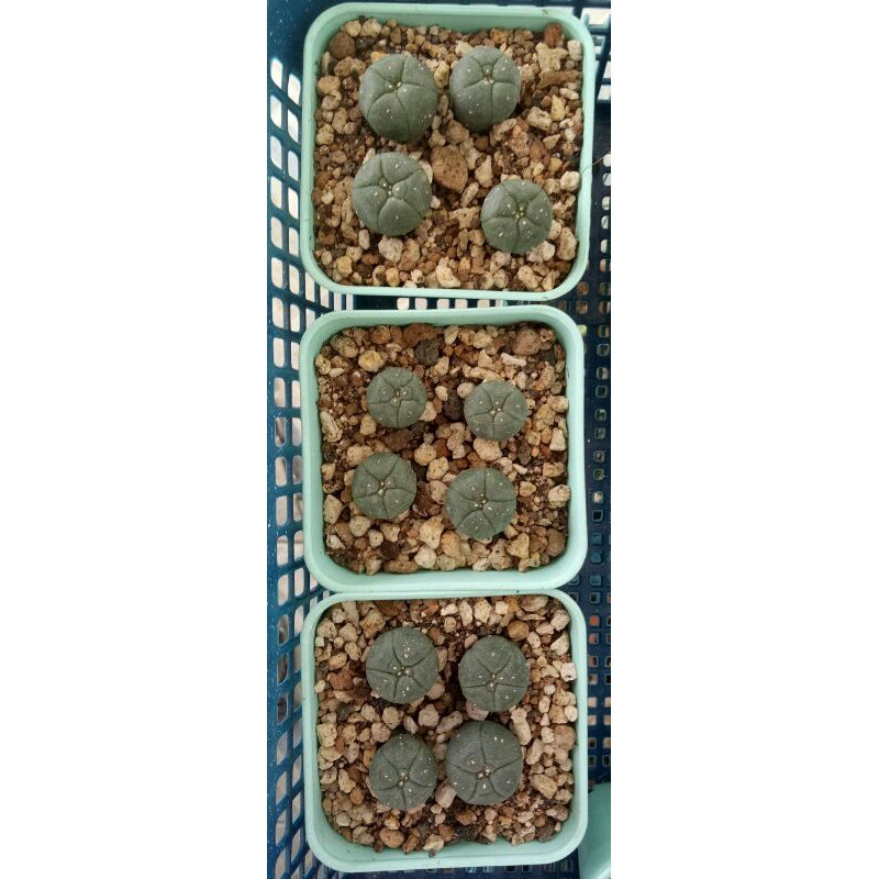 lophophora williamsii