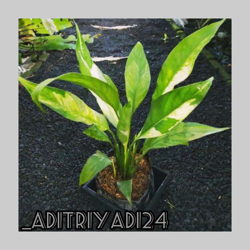 SPATU FILUM VARIEGATA