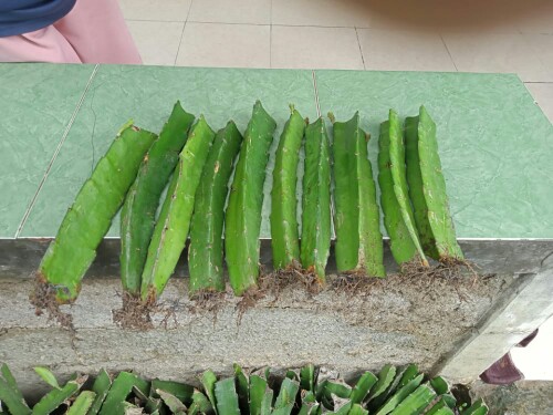 Bibit Tanaman Buah Naga Merah