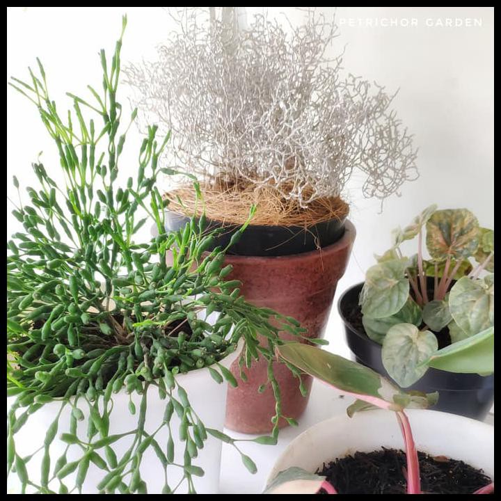 

Produk Unggulan Calocephalus Brownii