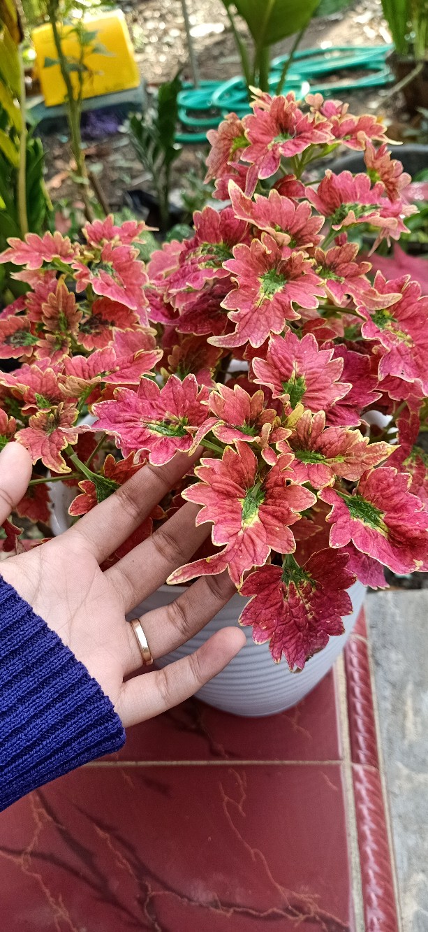 Kemeja Batik Kupu Putih