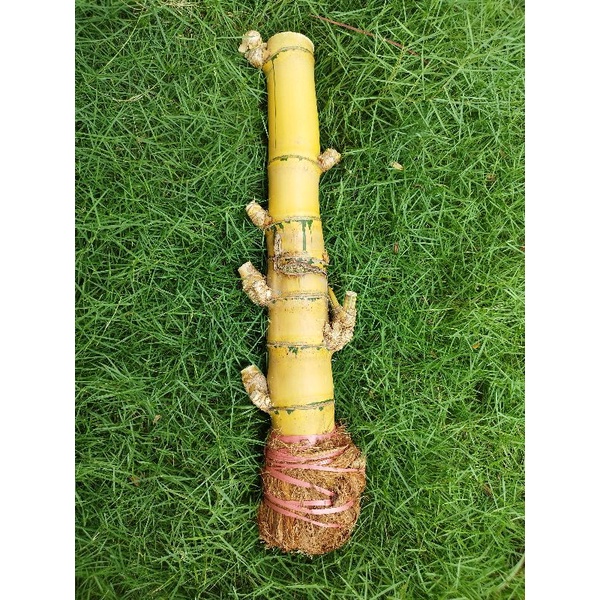 Bibit Bambu Kuning Super Jumbo / Bambu Kuning Besar / Bambu Kuning Bonsai