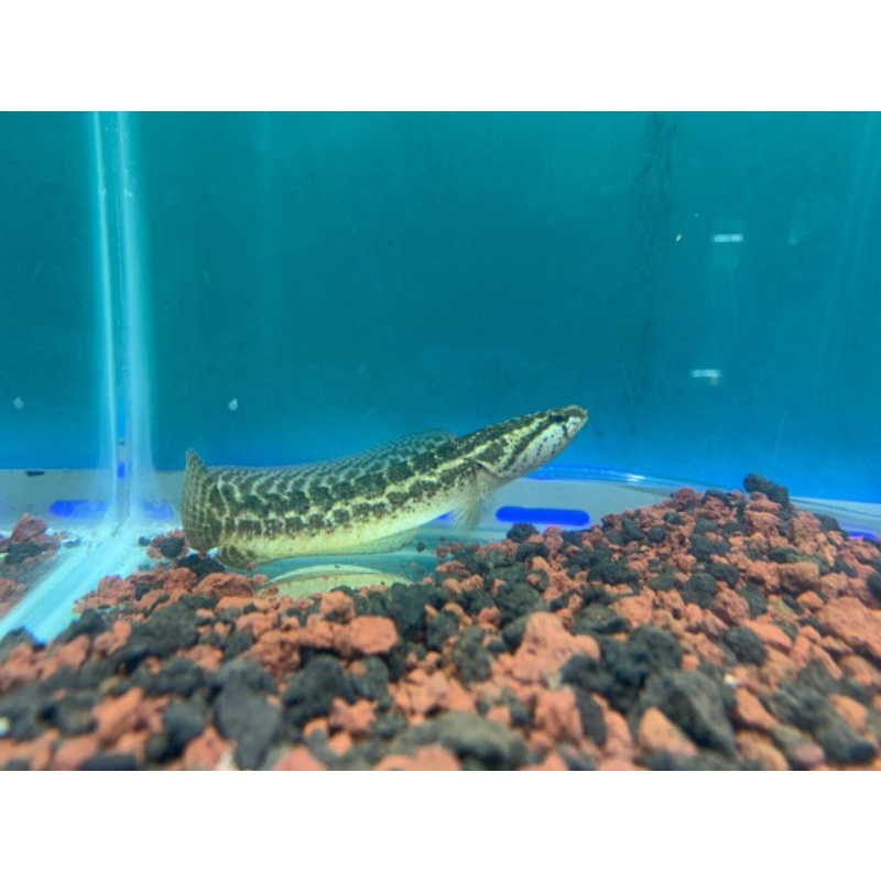 Channa Bankanensis 10cm