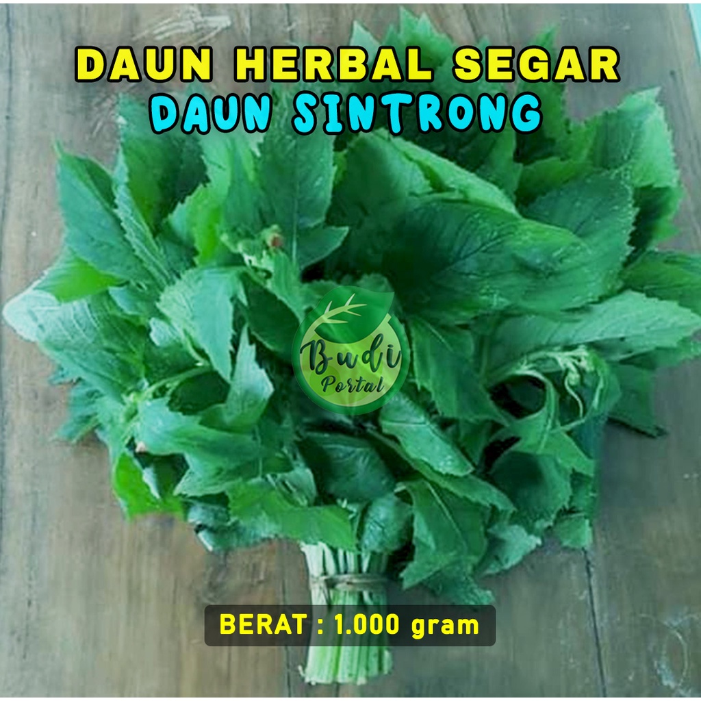 

DAUN SINTRONG MURAH MASIH SEGAR 1KG