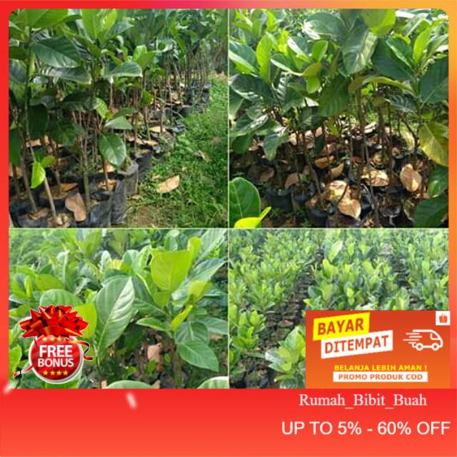 Bibit nangkadak nangka madu nangka merah cempedak nangka mini