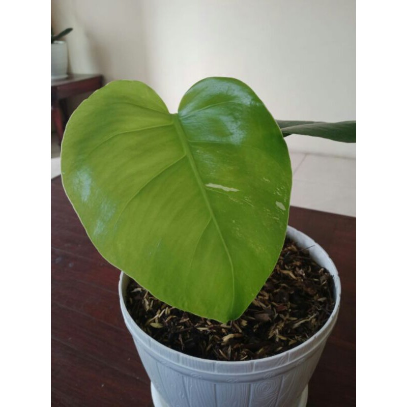 monstera king variegata
