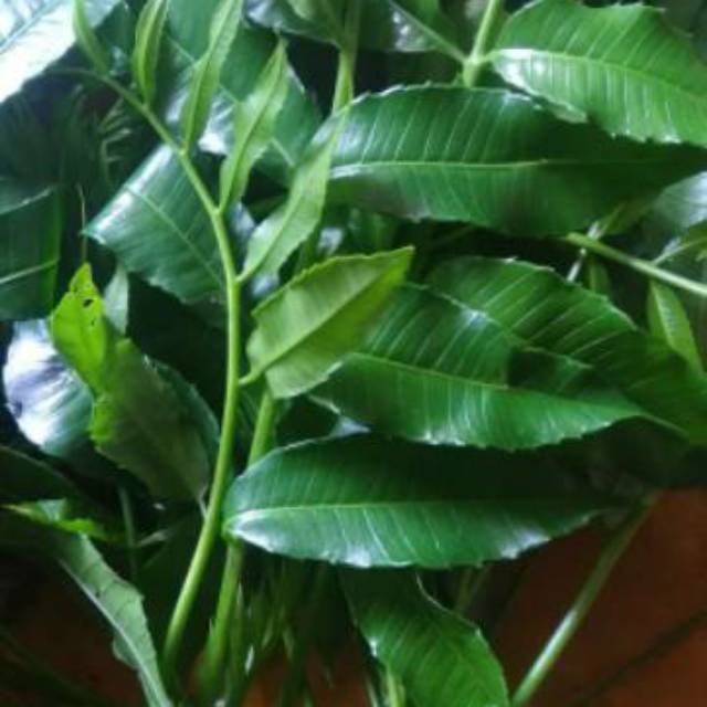 

Daun kedondong karongdong kedongdong 100gr