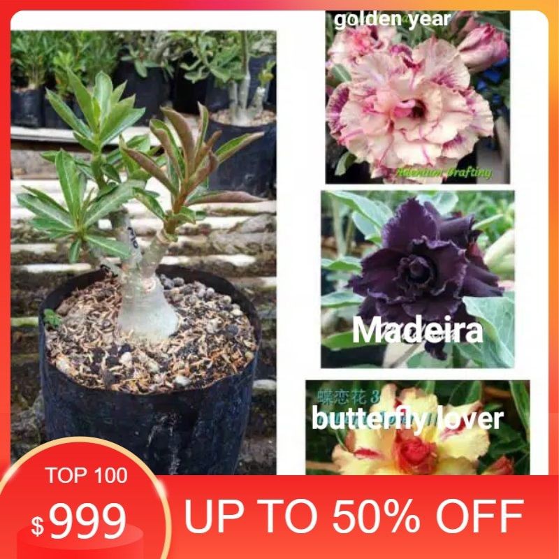 adenium tumpuk 3 warna